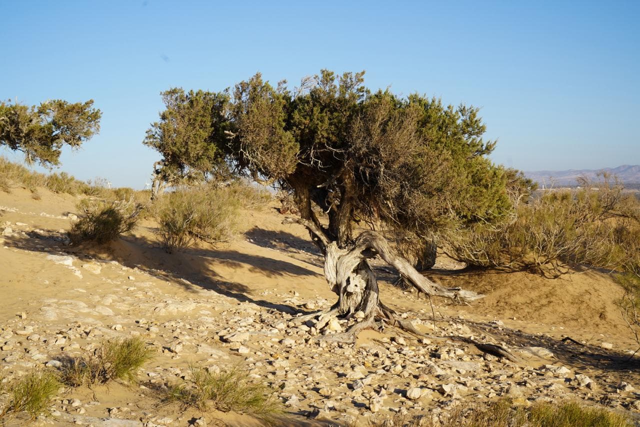 A windswept tree in the sandy backcountry near Essaouira, late-afternoon light